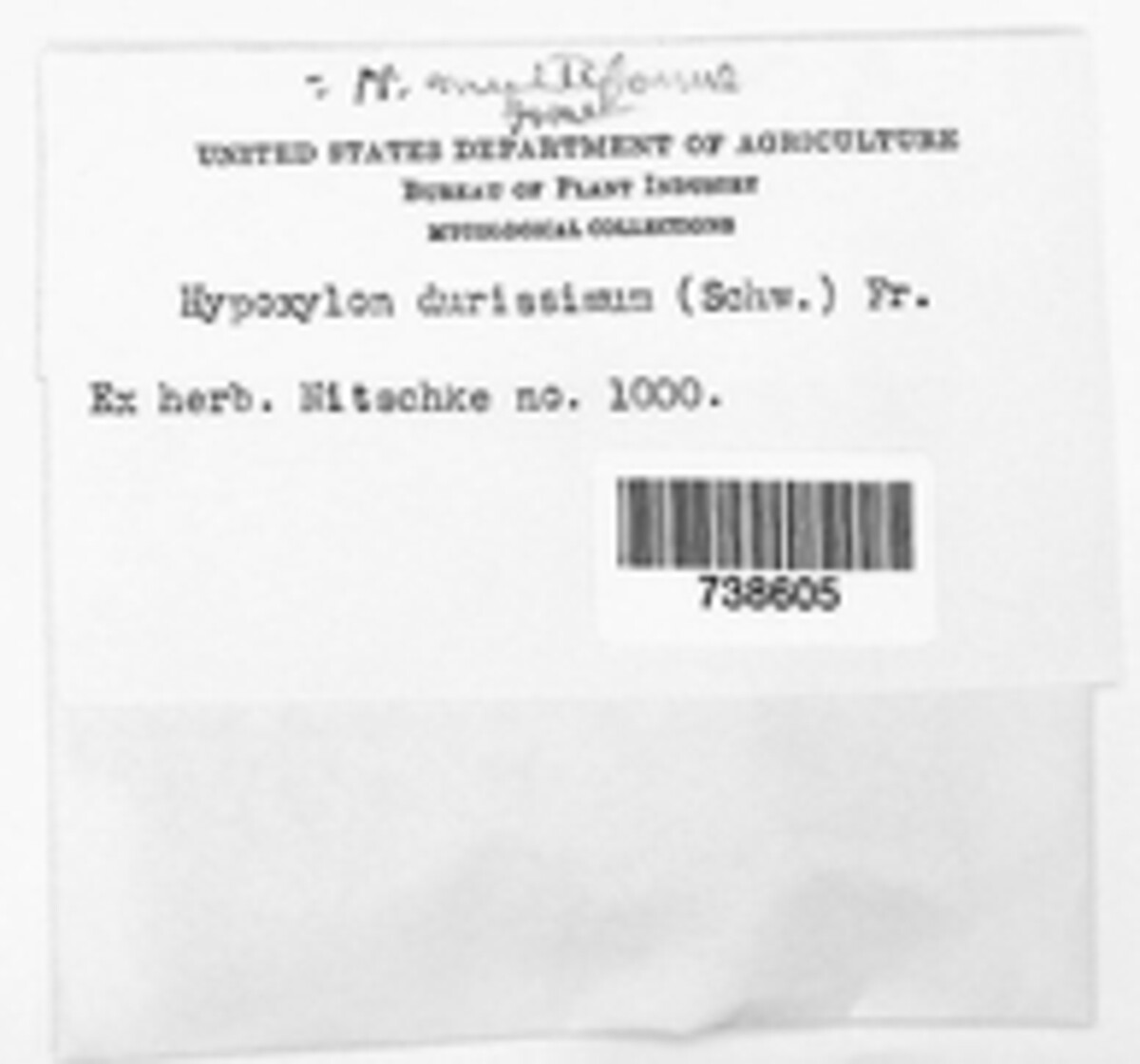 Hypoxylon perforatum image